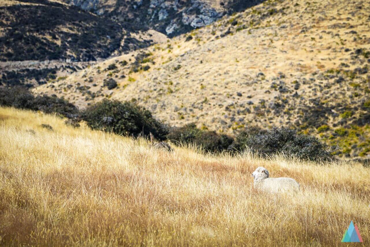 wanaka-new-zealand-mtb-trails-heli-bike-sheep