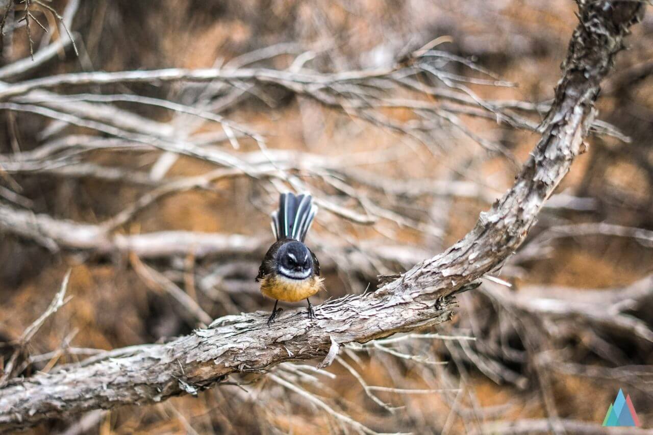 wanaka-new-zealand-mtb-trails-sticky-forest-bird